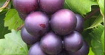 muscadine-grapes-antioxidants