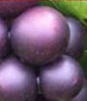 fruitbaskets-grape